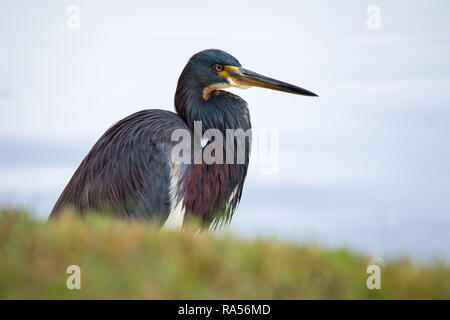 Eine dreifarbige Heron sucht nach einer Mahlzeit am See entlang in Osprey Park, Hunter's Creek, Florida. Stockfoto