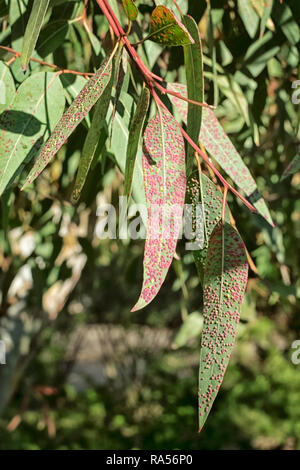 Eukalyptus Blätter, von Rosa und Gelb Gallier, sonnigen Tag draußen betroffen Stockfoto