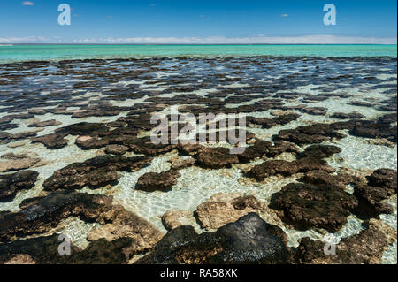 Die stromatolithen sind die Hauptattraktion bei Hamelin Pool, in der Shark Bay World Heritage Area. Stockfoto