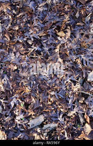 Quercus alba Blätter im Winter. Weiße eiche Blätter auf dem Boden. Stockfoto