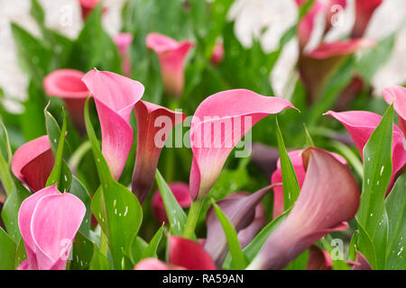 Zantedeschia 'New York'. Stockfoto