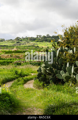 Schöne Landschaft mit Feigenkakteen und Road Trail somewere zwischen Mosta und Burmarrad, Malta unter blauen Himmel und weißen Wolken Stockfoto