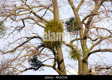 Die Mistel wächst auf Straße Baum, England Stockfoto