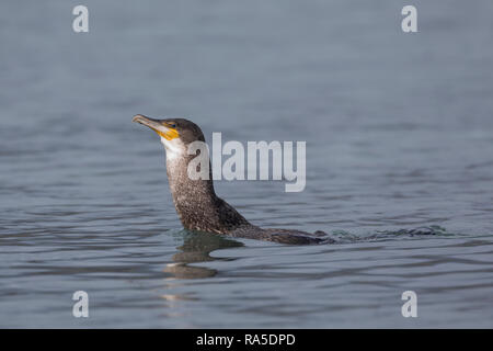 Kormoran, mit Erbeuteter Markrele, Fisch, Beute, schluckt Sterben relativ große Beute komplett ab, Phalacrocorax carbo, Kormoran, große schwarze Knolle Stockfoto