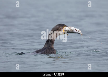 Kormoran, mit Erbeuteter Markrele, Fisch, Beute, schluckt Sterben relativ große Beute komplett ab, Phalacrocorax carbo, Kormoran, große schwarze Knolle Stockfoto