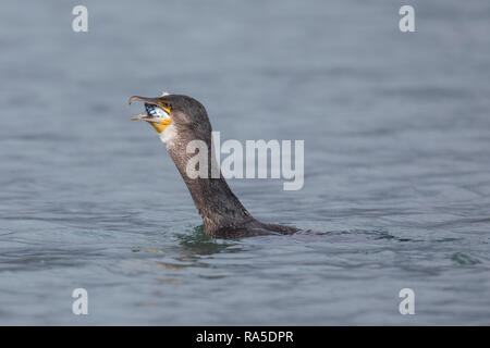 Kormoran, mit Erbeuteter Markrele, Fisch, Beute, schluckt Sterben relativ große Beute komplett ab, Phalacrocorax carbo, Kormoran, große schwarze Knolle Stockfoto