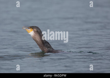 Kormoran, mit Erbeuteter Markrele, Fisch, Beute, schluckt Sterben relativ große Beute komplett ab, Phalacrocorax carbo, Kormoran, große schwarze Knolle Stockfoto