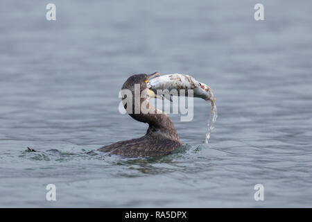 Kormoran, mit Erbeuteter Markrele, Fisch, Beute, schluckt Sterben relativ große Beute komplett ab, Phalacrocorax carbo, Kormoran, große schwarze Knolle Stockfoto
