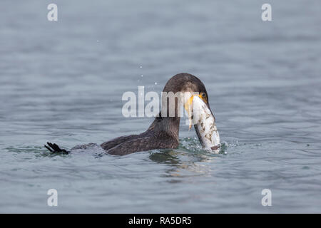 Kormoran, mit Erbeuteter Markrele, Fisch, Beute, schluckt Sterben relativ große Beute komplett ab, Phalacrocorax carbo, Kormoran, große schwarze Knolle Stockfoto