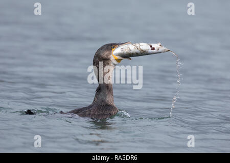Kormoran, mit Erbeuteter Markrele, Fisch, Beute, schluckt Sterben relativ große Beute komplett ab, Phalacrocorax carbo, Kormoran, große schwarze Knolle Stockfoto
