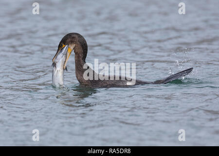 Kormoran, mit Erbeuteter Markrele, Fisch, Beute, schluckt Sterben relativ große Beute komplett ab, Phalacrocorax carbo, Kormoran, große schwarze Knolle Stockfoto