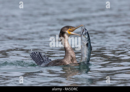 Kormoran, mit Erbeuteter Markrele, Fisch, Beute, schluckt Sterben relativ große Beute komplett ab, Phalacrocorax carbo, Kormoran, große schwarze Knolle Stockfoto