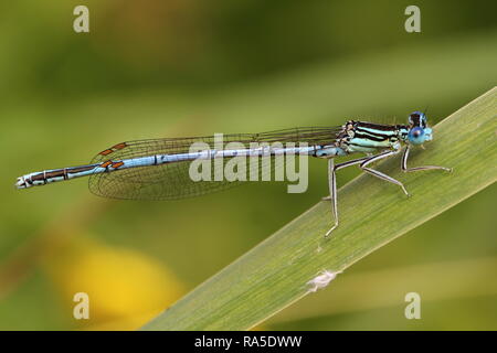 Männliche White-legged Damselfly Stockfoto