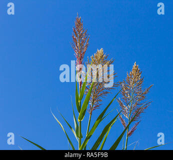 Arundo Donax, Wild Cane Flower, Spanien Stockfoto