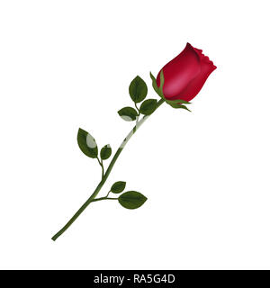 Abbildung: foto-realistische, sehr detaillierte Blume der rote Rose auf weißem Hintergrund. Schöne bud Der rote Rose auf langem Stiel. Clip Art für Stockfoto