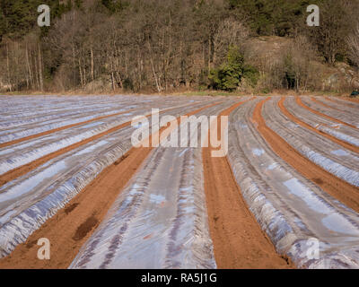 Boden mit Kunststoff Streifen für Werk in Feld, Frühjahr, April, in Vest-Agder, im Süden von Norwegen. Stockfoto