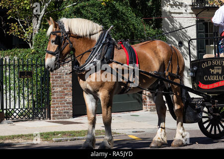 Pferd und Wagen Stockfoto