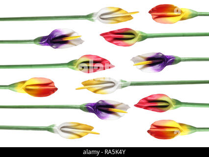 Calla Lilien auf weißem Hintergrund Stockfoto