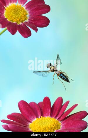 Twin-spot Hauptmann (Sargus bipunctatus) im Flug auf der Blume von einem roten Leucanthemum (leucanthemum), Deutschland Stockfoto