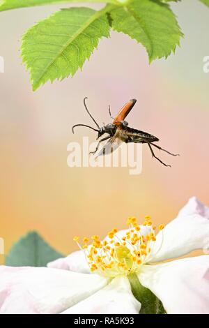 Schwarz-gestreifte Longhorn beetle (Stenurella melanura), im Flug an der Blüte der Heckenrose (Rosa Canina), Deutschland Stockfoto