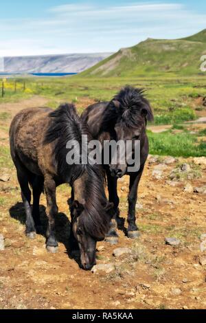 Islandpferde, Krýsuvík, Krisuvik, Halbinsel Reykjanes, in der Nähe von Reykjavik, Island Stockfoto