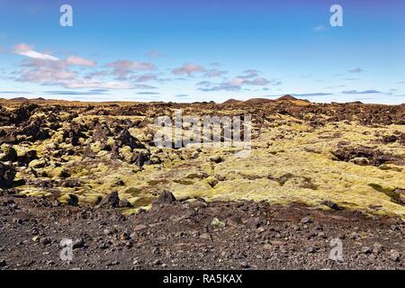 Isländisches Moos (cetraria Islandica) auf Lavasteinen, Hopsnes, Halbinsel Reykjanes, in der Nähe von Reykjavik, Island Stockfoto