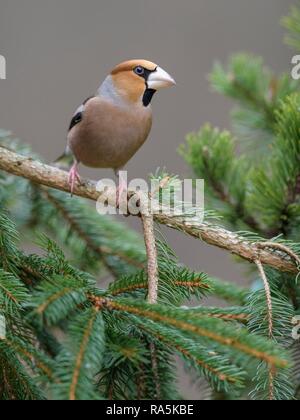 (Hawfinch Coccothraustes coccothraustes), schlichtes Kleid, sitzen auf den Zweig Fichte, Biosphäre, Schwäbische Alb Stockfoto