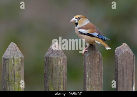 (Hawfinch Coccothraustes coccothraustes), in ein schlichtes Kleid, sitzen auf einem Lattenzaun, Biosphäre, Schwäbische Alb Stockfoto