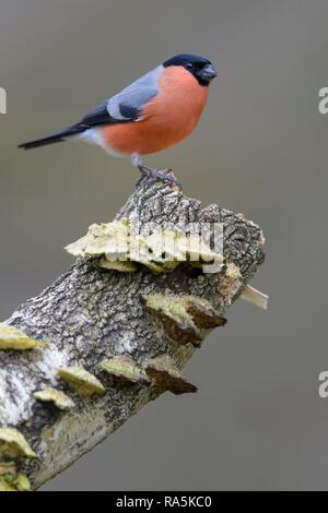 Eurasischen Gimpel (Pyrrhula pyrrhula), männlich, sitzen auf Moor-birke (Betula pubescens), mit Baum Pilze Stockfoto