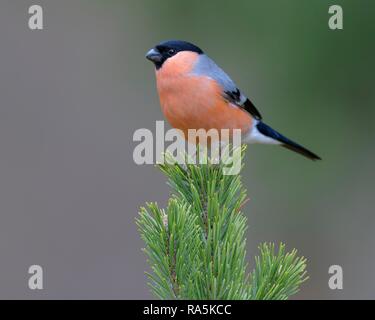 Eurasischen Gimpel (Pyrrhula pyrrhula), männlich, sitzen auf Mountain Pine (Pinus mugo), Biosphäre, Schwäbische Alb Stockfoto