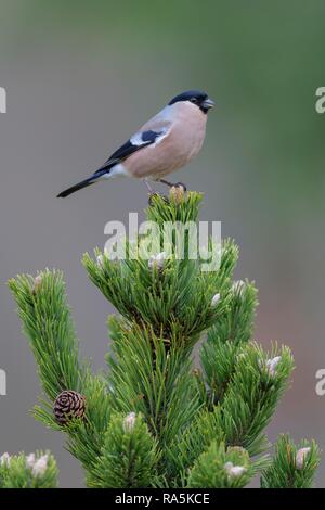 Eurasischen Gimpel (Pyrrhula pyrrhula), weiblich, sitzend auf Mountain Pine (Pinus mugo), mit Konus, Biosphäre, Schwäbische Alb Stockfoto