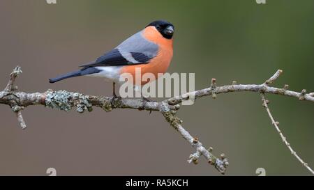 Eurasischen Gimpel (Pyrrhula pyrrhula), männlich, sitzt auf einem Ast mit Flechten, Biosphäre, Schwäbische Alb, Baden-Württemberg Stockfoto