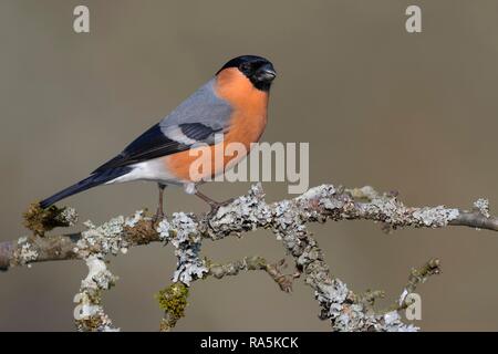 Eurasischen Gimpel (Pyrrhula pyrrhula), männlich, sitzt auf einem Ast mit Flechten, Biosphäre, Schwäbische Alb, Baden-Württemberg Stockfoto