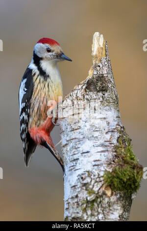 Mitte Buntspecht (Leiopicus medius), Moor-birke (Betula pubescens), mit Moos und Baum Pilze Stockfoto