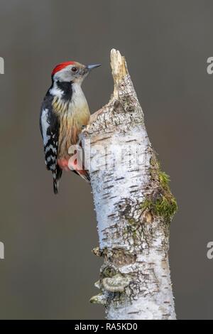 Mitte Buntspecht (Leiopicus medius), Moor-birke (Betula pubescens), mit Moos und Baum Pilze Stockfoto