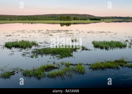 Sonnenuntergang, Gras Büschel in der See, der Landschaft, Feuchtgebiete, Kiantajaervi, Ruhtinansalmi, Lappland, Finnland Stockfoto