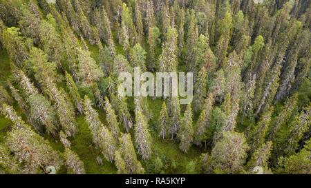 Drone schoß, boreal, Arktis Koniferen, Wald, Moos, Feuchtgebiete, Salla, Lappi, Finnland, Finnland Stockfoto