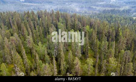 Drone schoß, boreal, Arktis Koniferen mit Nebel, Wald, Salla, Lappi, Finnland Stockfoto