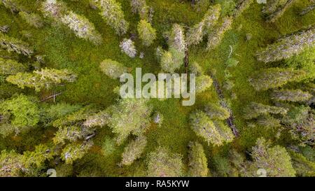 Drone schoß, boreal, Arktis Koniferen, Wald, Moos, Feuchtgebiete, Salla, Lappi, Finnland, Finnland Stockfoto