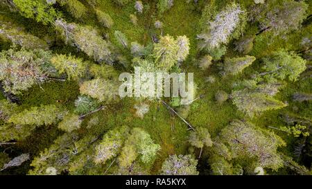 Drone schoß, boreal, Arktis Koniferen, Wald, Moos, Feuchtgebiete, Salla, Lappi, Finnland, Finnland Stockfoto