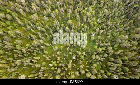 Drone schoß, boreal, Arktis Koniferen, Wald, Moos, Feuchtgebiete, Salla, Lappi, Finnland, Finnland Stockfoto