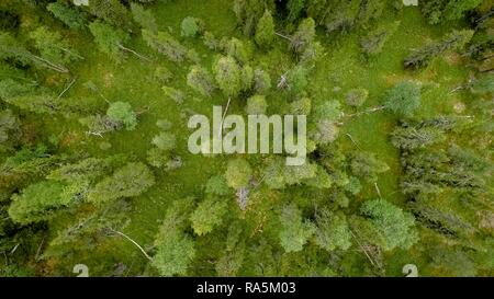 Drone schoß, boreal, Arktis Koniferen, Wald, Moos, Feuchtgebiete, Salla, Lappi, Finnland, Finnland Stockfoto