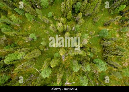 Drone schoß, boreal, Arktis Koniferen, Wald, Moos, Feuchtgebiete, Salla, Lappi, Finnland, Finnland Stockfoto