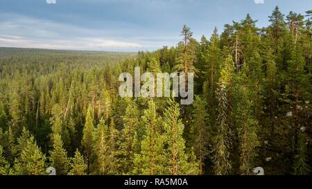 Drone schoß, boreal, Arktis Koniferen, Wald, Salla, Lappi, Finnland Stockfoto