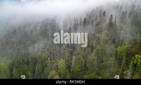 Drone schoß, Nebel im borealen Wald, Arktis, Nadelbäume, Laubbäume, Salla, Lappi, Finnland Stockfoto