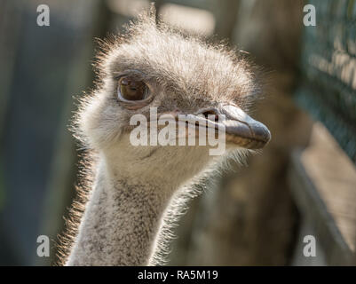Kopf einer gemeinsamen Strauß, Struthio camelus, aus der Nähe. Weibliche Vogel in Gefangenschaft im Zoo Kristiansand, Norwegen Stockfoto