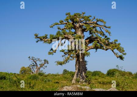 Afrikanische Affenbrotbaum (Adansonia digitata), Dakar, Senegal Stockfoto