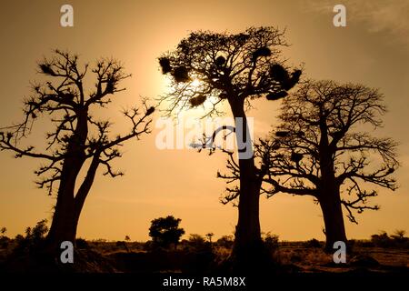 Silhouetten der Afrikanischen Affenbrotbäume (Adansonia digitata), Dakar, Senegal Stockfoto