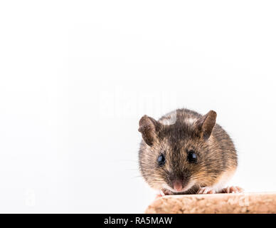 Vorderansicht eines HOLZ MAUS APODEMUS SYLVATICUS, sitzend auf einem Korken Ziegel mit hellen Hintergrund, Blick in die Kamera mit großen Augen Stockfoto