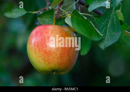 Apple auf dem Apfelbaum, Apfel (Malus Domestica Sorte Braeburn Braeburn), Deutschland Stockfoto